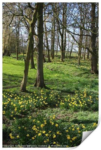 Daffodil Wood Print by Andrew Bell