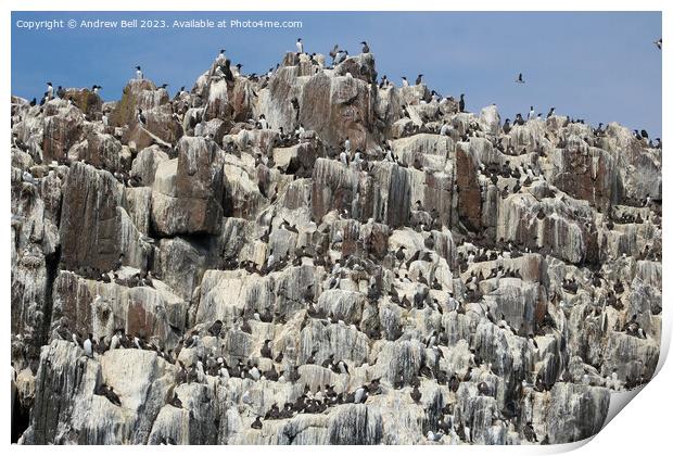 Guillemots Galore Print by Andrew Bell