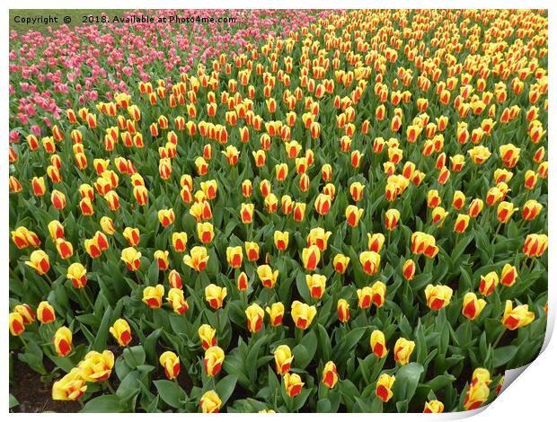 Tulips at the Keukenhof Gardens, Netherlands Print by Stephen Carvell