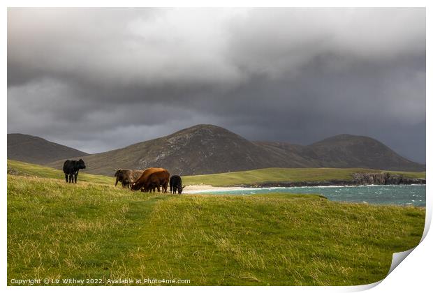Highland Cattle, South Harris Print by Liz Withey