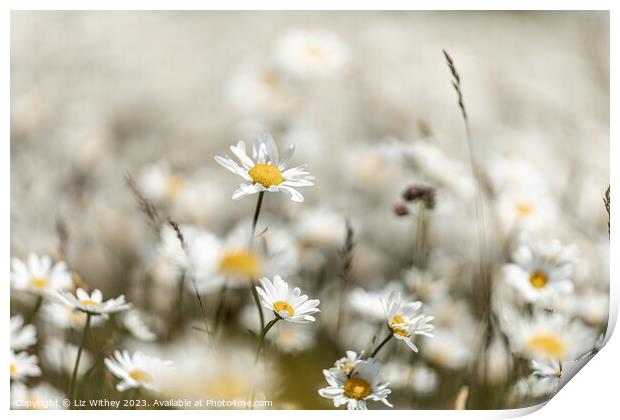 Daisies Print by Liz Withey
