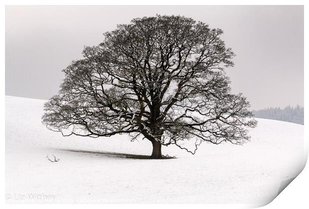 Winter Tree, Dallam Park Print by Liz Withey