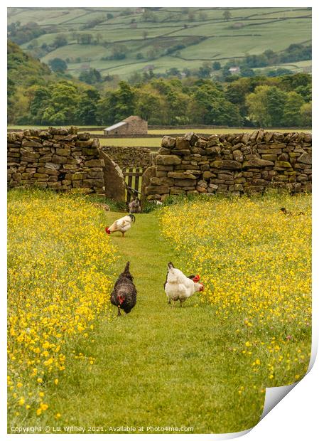 Hens in the Meadow Print by Liz Withey
