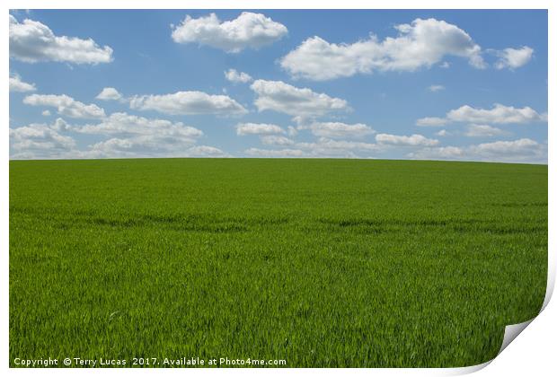 Crops Growing Under a Cloudy Sky Print by Terry Lucas