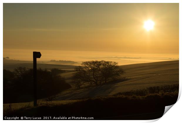 Misty Dawn near Dorchester, Dorset Print by Terry Lucas