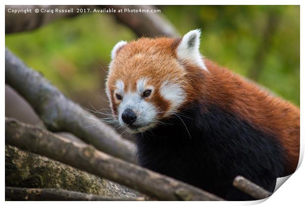 Close up of a Red Panda's face Print by Craig Russell