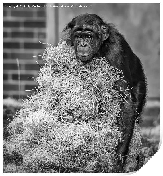 Bonobo Chimpanzee - Pan Print by Andy Morton