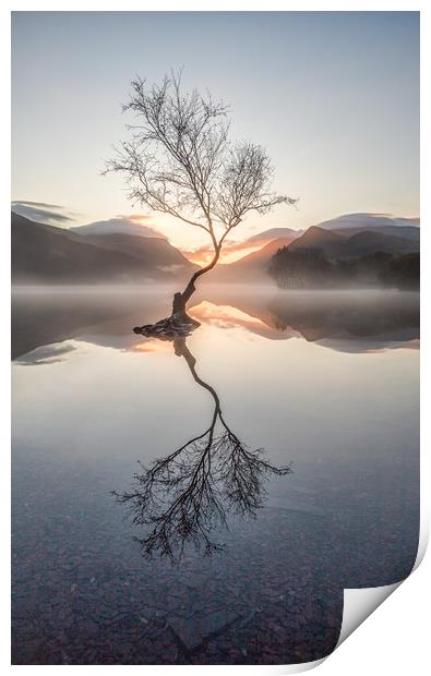Lone Tree. Print by Craig Breakey