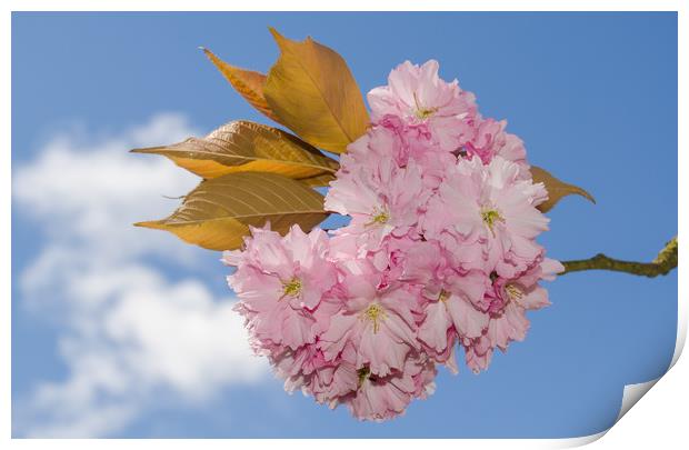 Cherry Blossom Print by Gill Kennett