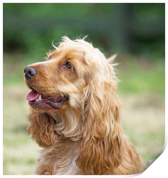 Spaniel Dog Portrait Print by Gill Kennett