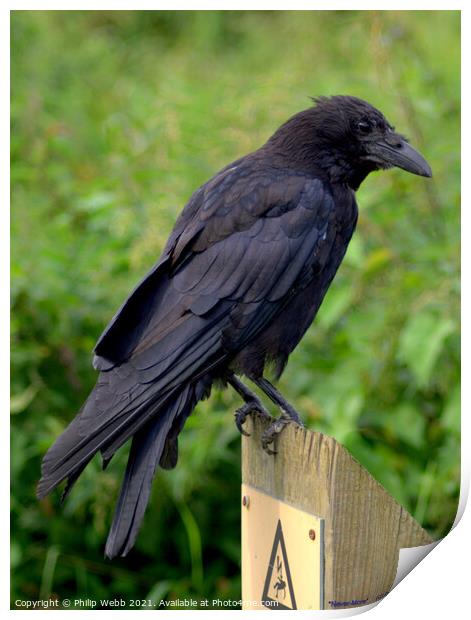 Raven on a Post Print by Philip F Webb