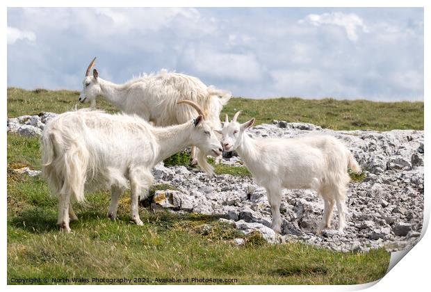 Great Ormes Head Kashmiri goats Print by North Wales Photography