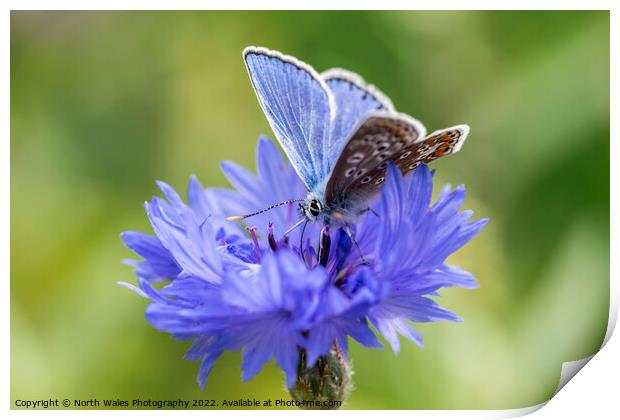 Cornflower with common blue butterfly Print by North Wales Photography