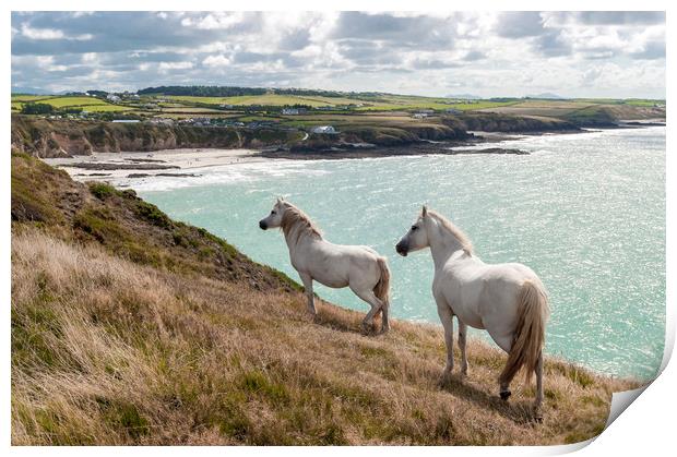 Welsh Ponies  Print by North Wales Photography