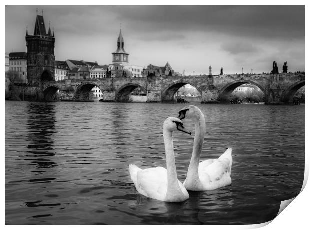 Prague Swans Print by Ed Alexander