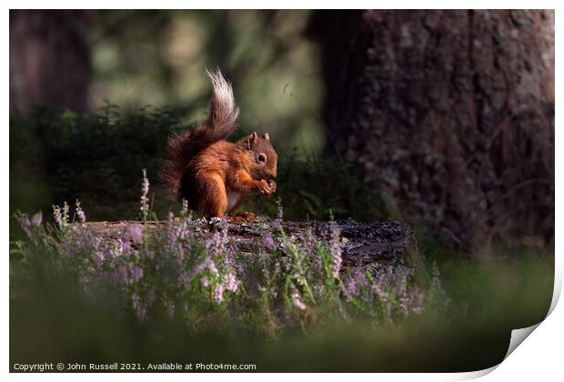 Red Squirrel Print by John Russell