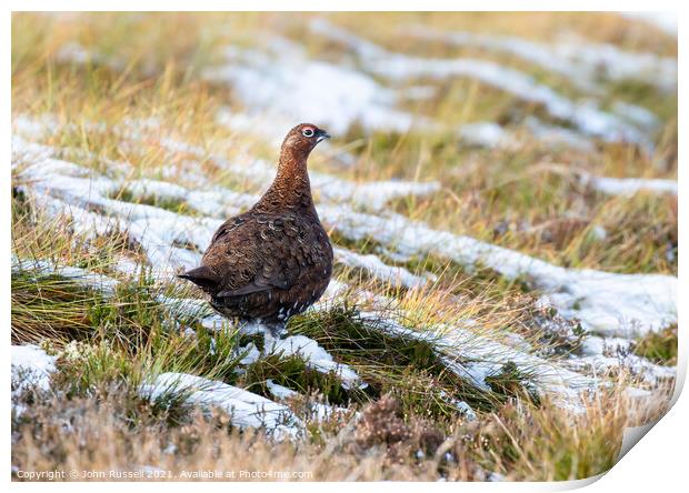 Red Grouse on Snow Print by John Russell