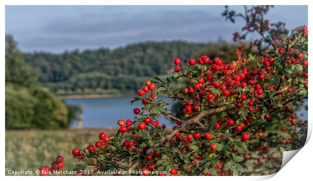 Red Berries on the Lake Print by Iain Merchant