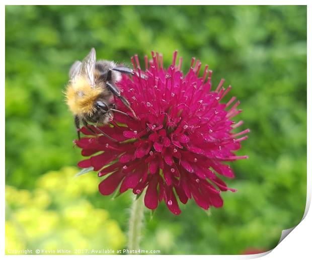 Busy Bee Print by Kevin White