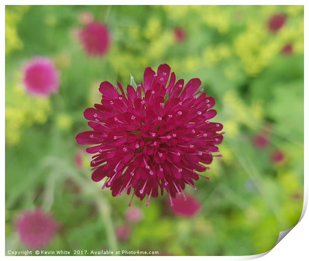 Knautia macedonica Print by Kevin White