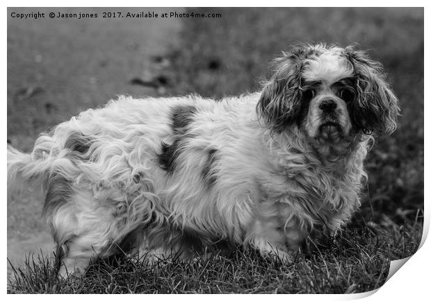  Cavalier King Charles Spaniel Dog (B&W) Print by Jason Jones