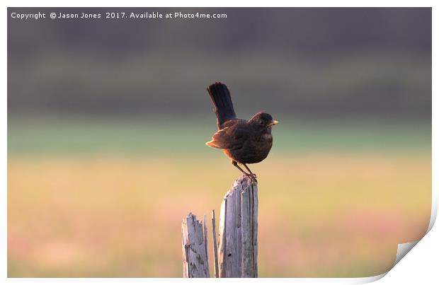 Blackbird on a Wooden Post Print by Jason Jones