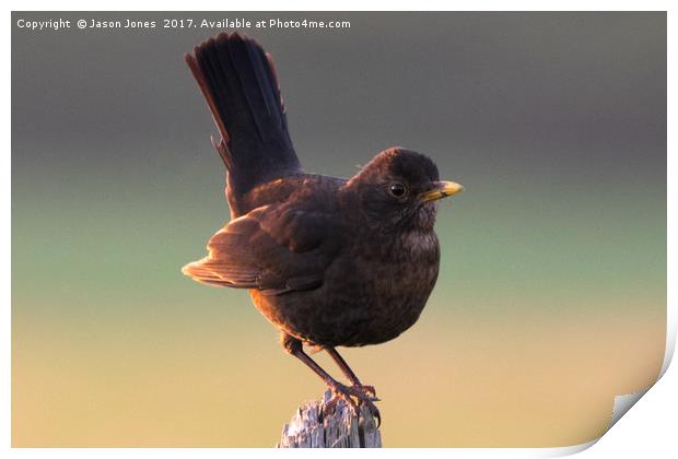 Blackbird on a Wooden Post Print by Jason Jones