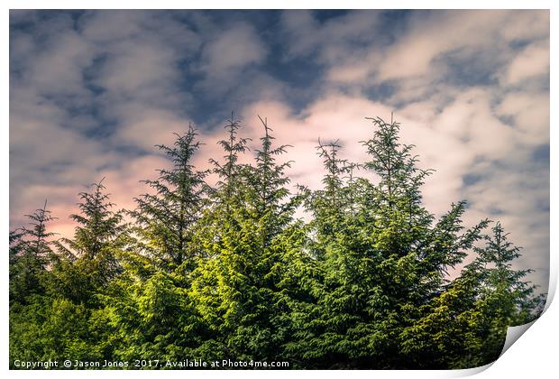 Cloudy Day in the Pine Forest  Print by Jason Jones