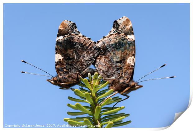 Red Admiral Butterflies Mating Print by Jason Jones