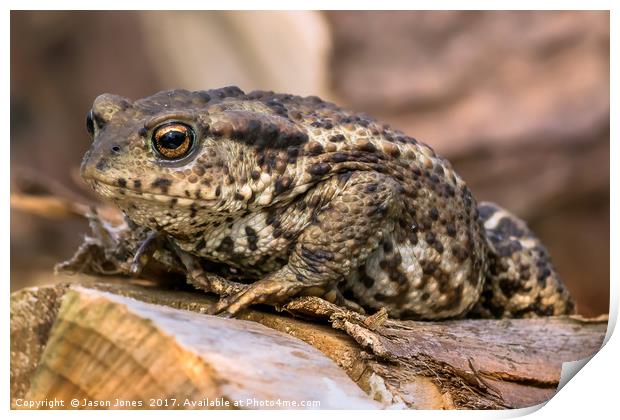 Amphibian, Common British Toad / Frog Print by Jason Jones