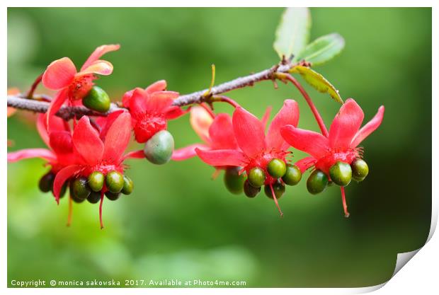 Mickey Mouse plant. (Ochna serrulata).  Print by Monika Sakowska