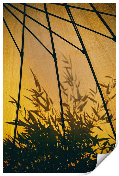 Bamboo Shadows Print by Simon J Beer