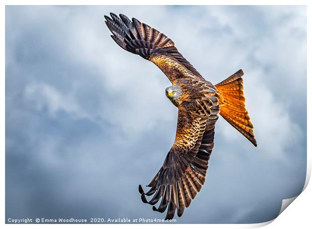Red Kite Print by Emma Woodhouse