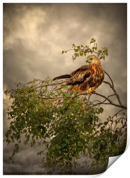 Red Kite  Print by Emma Woodhouse