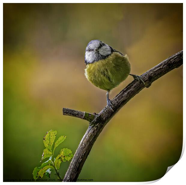 Little Blue Tit Print by Emma Woodhouse