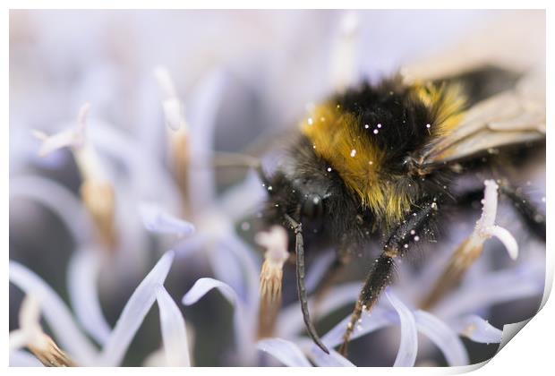 echinops all a bee needs Print by james dorrington