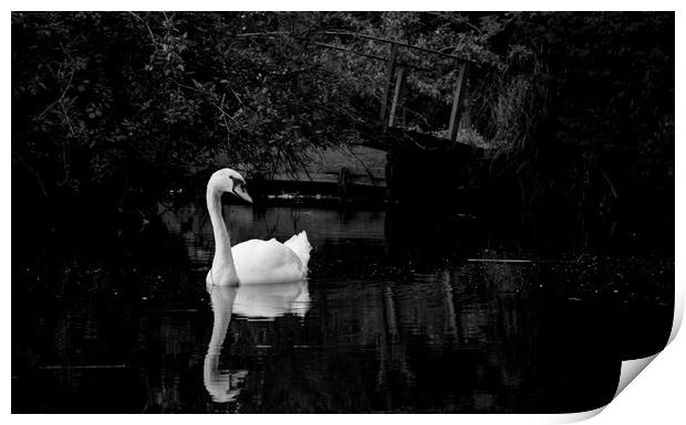 swan on the river Print by james dorrington
