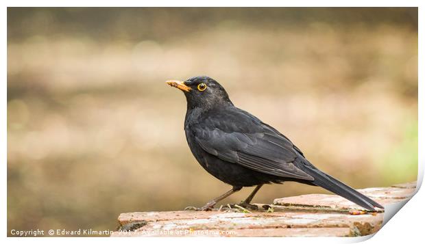 Blackbird Print by Edward Kilmartin