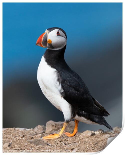 Atlantic Puffin against blue sea Print by Sarah Smith