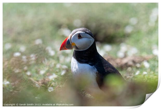 Atlantic Puffin sitting in grass Print by Sarah Smith