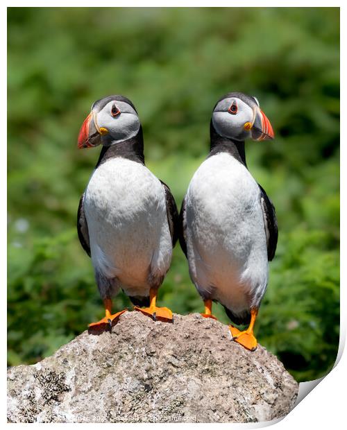Two young Atlantic Puffins perched on a rock Print by Sarah Smith