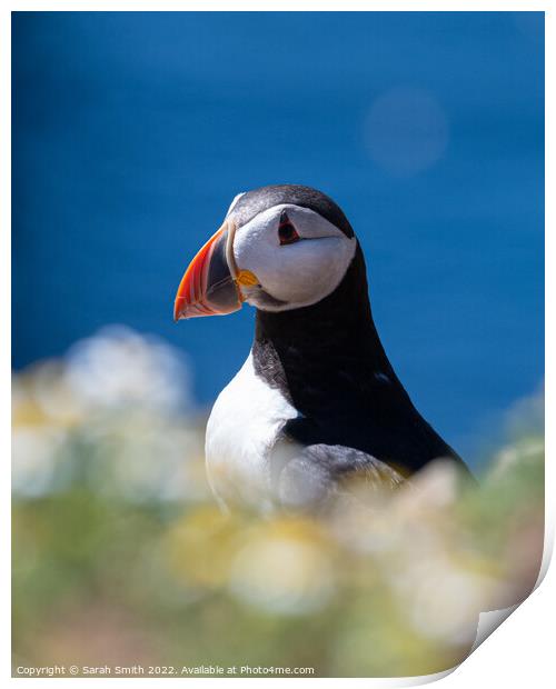 Atlantic Puffin on Skomer Island with a striking blue background Print by Sarah Smith