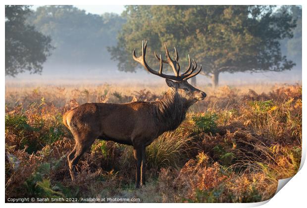 Red Deer Standing in Richmond Park Print by Sarah Smith