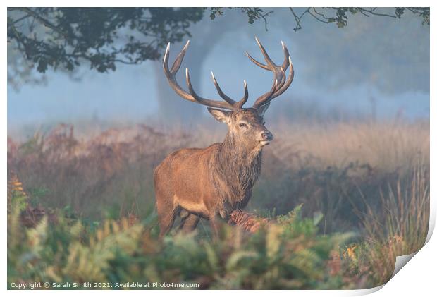 Red Deer Stag in Richmond Park Print by Sarah Smith