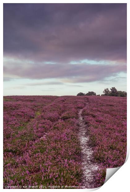 Heather field in the New Forest, UK Print by KB Photo