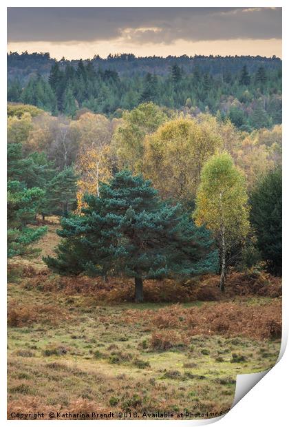 Autumn New Forest National Park, Hampshire, Englan Print by KB Photo