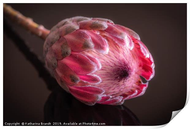 Pink Protea macro Print by KB Photo