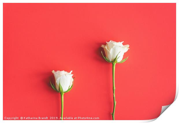 White roses still life Print by KB Photo