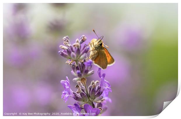 Small Skipper (Thymelicus sylvestris) on lavender  Print by KB Photo