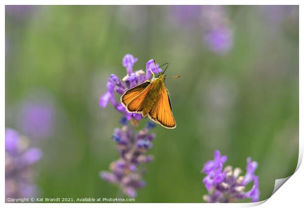 Essex Skipper butterfly (Thymelicus lineola)  Print by KB Photo